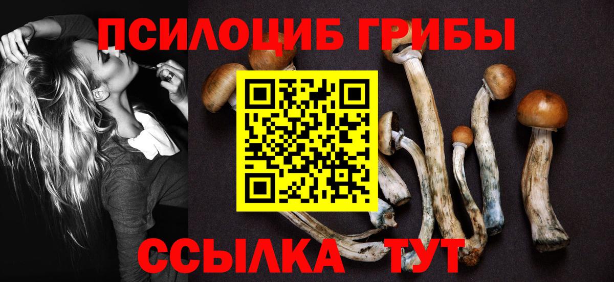 Юрга  Псилоцибиновые грибы Psilocybe  Вход с VPN 